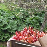 Rhubarb (10 lbs.) JBS Farm [SJIFH]